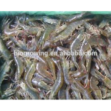 Hot sale good function animal feed for shrimp